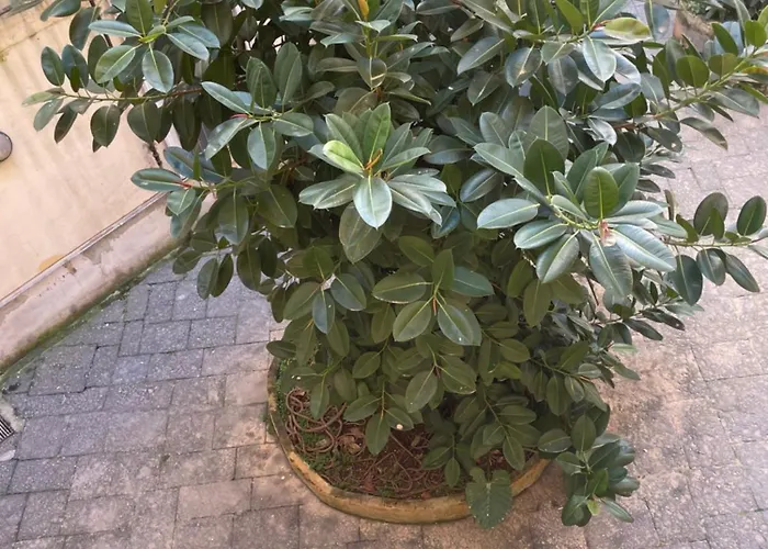 那不勒斯站住宿加早餐旅馆 住宿加早餐酒店 那不勒斯