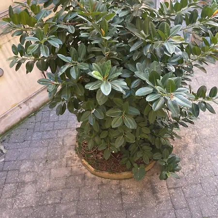 Station Bed & Breakfast Neapol